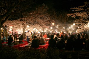 Night Hanami at Maruyama Park, Kyoto
